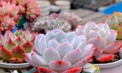 养多肉别瞎浇水！记住1个核心点，再也不烂根，新手也能养爆盆 - 图画吧TUHUABA