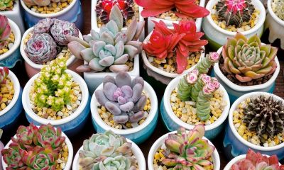 养多肉别瞎浇水！记住1个核心点，再也不烂根，新手也能养爆盆 - 图画吧TUHUABA