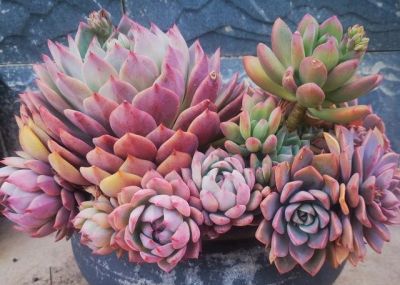 “多肉”有三大缺点，新手花友如果想入手，最好先了解一下 - 图画吧TUHUABA