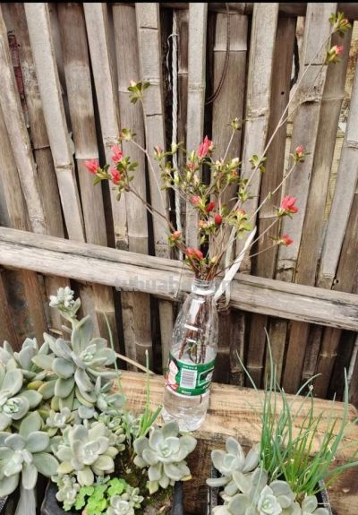 “多肉”有三大缺点，新手花友如果想入手，最好先了解一下 - 图画吧TUHUABA