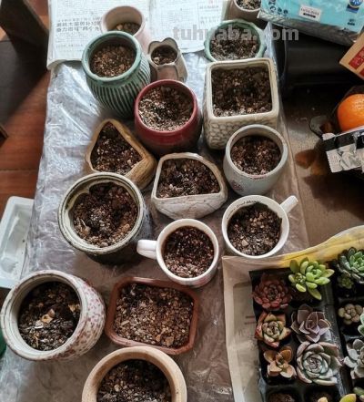 “多肉”有三大缺点，新手花友如果想入手，最好先了解一下 - 图画吧TUHUABA