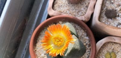 多肉已被强行拉入“黑名单”，原因有4点，花友们别再养了 - 图画吧TUHUABA