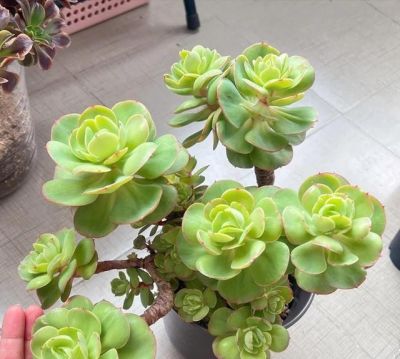 多肉已被强行拉入“黑名单”，原因有4点，花友们别再养了 - 图画吧TUHUABA