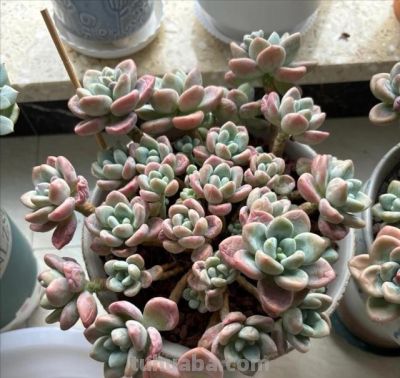 多肉已被强行拉入“黑名单”，原因有4点，花友们别再养了 - 图画吧TUHUABA