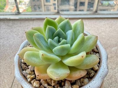 多肉已被强行拉入“黑名单”，原因有4点，花友们别再养了 - 图画吧TUHUABA