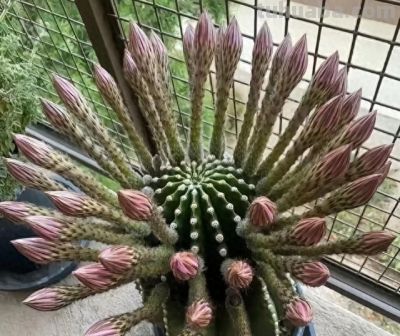 男子养10年的仙人球，开成“六亲不认”的样子，女子：成精无疑了 - 今日头条