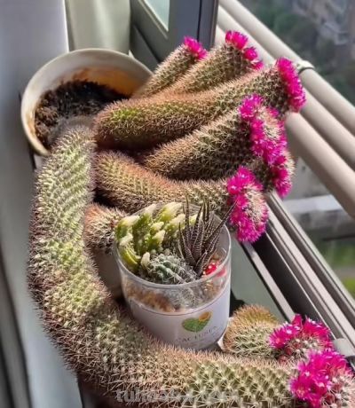 爷爷晒“奶奶养的仙人球”，惊艳了我的眼，网友：只有惊，没有艳 - 图画吧TUHUABA