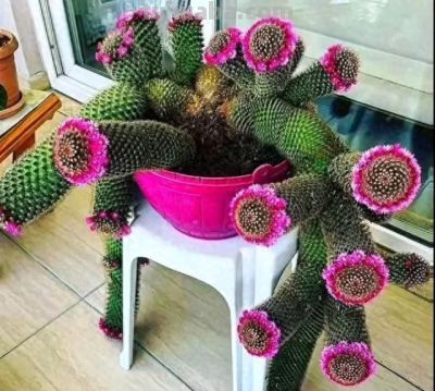 爷爷晒“奶奶养的仙人球”，惊艳了我的眼，网友：只有惊，没有艳 - 今日头条