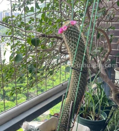 爷爷晒“奶奶养的仙人球”，惊艳了我的眼，网友：只有惊，没有艳 - 图画吧TUHUABA