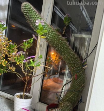 爷爷晒“奶奶养的仙人球”，惊艳了我的眼，网友：只有惊，没有艳 - 图画吧TUHUABA