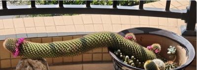 爷爷晒“奶奶养的仙人球”，惊艳了我的眼，网友：只有惊，没有艳 - 图画吧TUHUABA