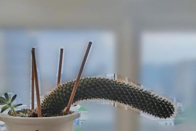 爷爷晒“奶奶养的仙人球”，惊艳了我的眼，网友：只有惊，没有艳 - 图画吧TUHUABA