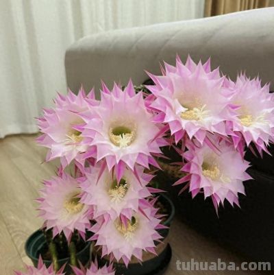 一款挑不出缺点的仙人球，低维护成本，爱开花，颜值高，香香的！ - 今日头条