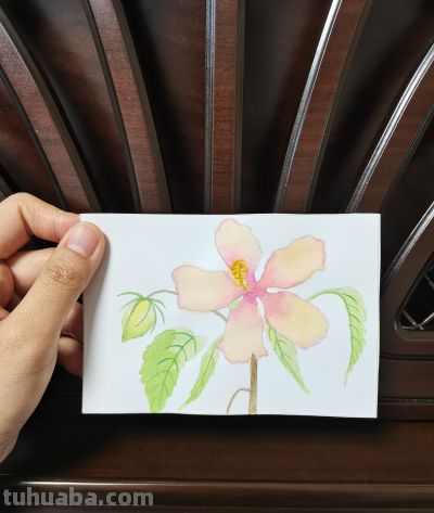 21 芙蓉（绘画 水彩 果花甘06） - 图画吧TUHUABA