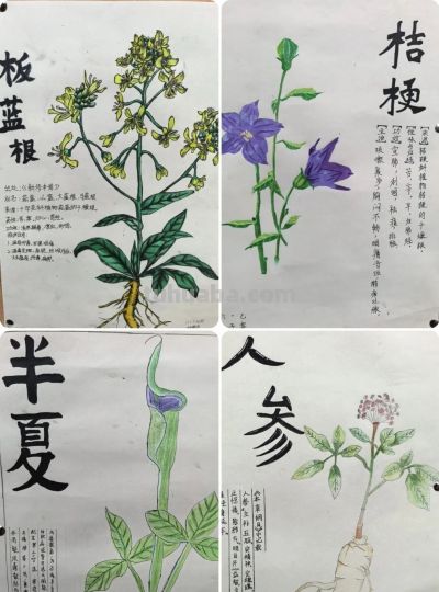 手抄报赋能跨学科阅读，点亮多彩校园文化——文县城关二小开展“跨学科抓阅读”实践活动 - 图画吧TUHUABA