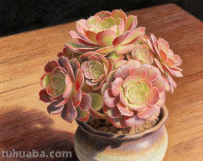 分享一组彩铅多肉法师插画 - 今日头条