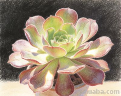 分享一组彩铅多肉法师插画 - 图画吧TUHUABA