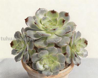 分享一组彩铅多肉法师插画 - 图画吧TUHUABA