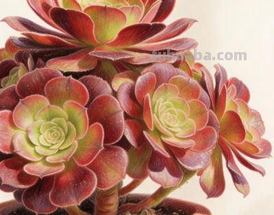 分享一组彩铅多肉法师插画 - 图画吧TUHUABA