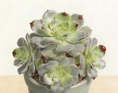 分享一组彩铅多肉法师插画 - 图画吧TUHUABA