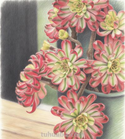 分享一组彩铅多肉法师插画 - 图画吧TUHUABA