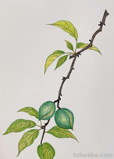 小众手机壁纸：彩铅画 - 今日头条