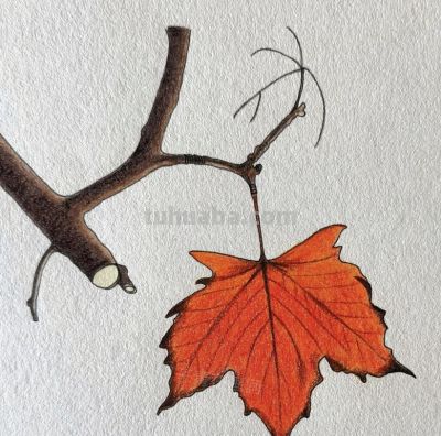 小众手机壁纸：彩铅画 - 图画吧TUHUABA