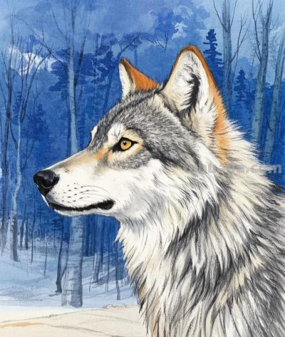 彩铅淡彩画，狼 - 图画吧TUHUABA