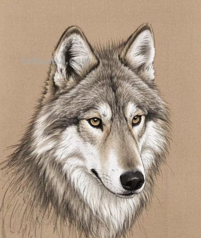 彩铅淡彩画，狼 - 图画吧TUHUABA