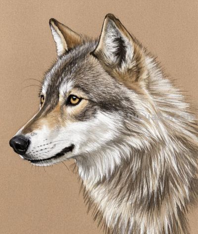 彩铅淡彩画，狼 - 图画吧TUHUABA