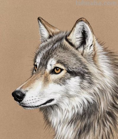 彩铅淡彩画，狼 - 图画吧TUHUABA