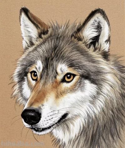 彩铅淡彩画，狼 - 图画吧TUHUABA