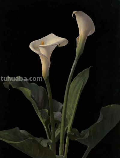 来自乔治·科克伦·兰伯丁 一组花卉静物的油画作品。 - 图画吧TUHUABA