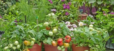 家庭种菜超简单!3步搞定,新手也能 - 今日头条 家庭种菜超简单!3步搞定,新手也能 - 图画吧TUHUABA