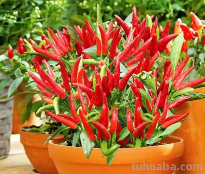 家庭种菜超简单!3步搞定,新手也能 - 今日头条 家庭种菜超简单!3步搞定,新手也能 - 图画吧TUHUABA