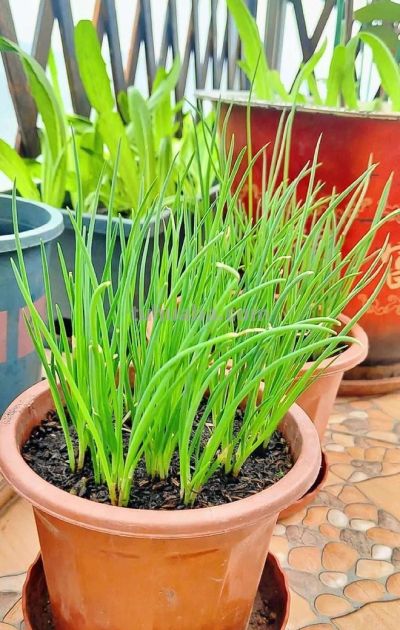 家庭种菜超简单!3步搞定,新手也能 - 今日头条 家庭种菜超简单!3步搞定,新手也能 - 图画吧TUHUABA