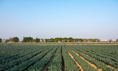 家庭种菜先养土，种菜轻松长得好 - 图画吧TUHUABA