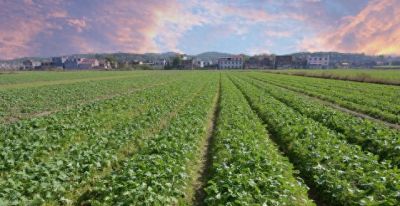 家庭种菜先养土，种菜轻松长得好 - 图画吧TUHUABA