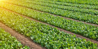 家庭种菜先养土，种菜轻松长得好 - 图画吧TUHUABA