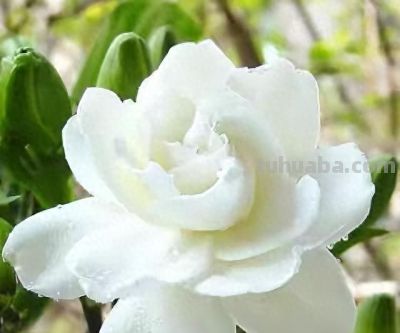 “人养花，花养人”，5种“养人花”养在家里，美丽芬芳，好处多 - 今日头条