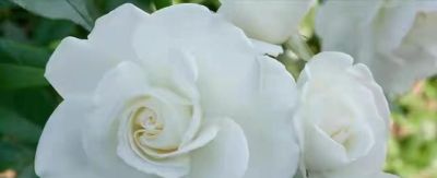 “人养花，花养人”，5种“养人花”养在家里，美丽芬芳，好处多 - 图画吧TUHUABA