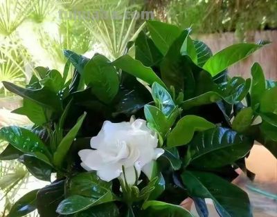 “人养花，花养人”，5种“养人花”养在家里，美丽芬芳，好处多 - 图画吧TUHUABA