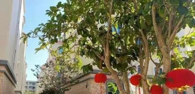 “人养花，花养人”，5种“养人花”养在家里，美丽芬芳，好处多 - 图画吧TUHUABA