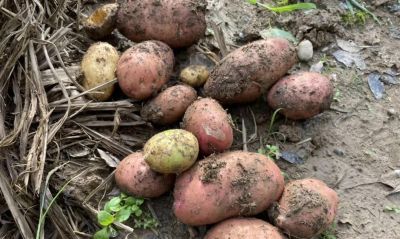 家庭种植土豆做好4点，有效提高产量 - 今日头条