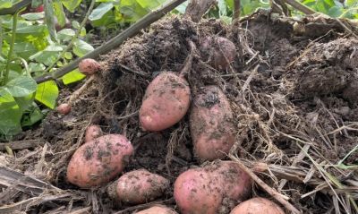 家庭种植土豆做好4点，有效提高产量 - 图画吧TUHUABA