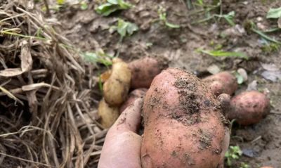 家庭种植土豆做好4点，有效提高产量 - 图画吧TUHUABA