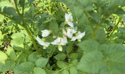 家庭种植土豆做好4点，有效提高产量 - 图画吧TUHUABA