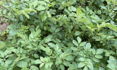 家庭种植土豆做好4点，有效提高产量 - 图画吧TUHUABA