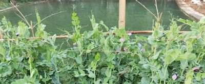 家庭种植豌豆，从播种到采收，新手也能一次成功 - 今日头条