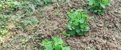 家庭种植豌豆,从播种到采收,新手也能一次成功 - 今日头条 家庭种植豌豆,从播种到采收,新手也能一次成功 - 图画吧TUHUABA